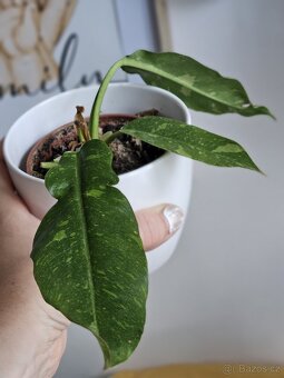 pokojová rostlina Philodendron různé