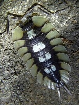 Isopody - Stinky - 1