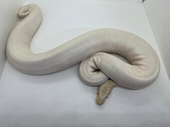 Krajta královská (Python regius)