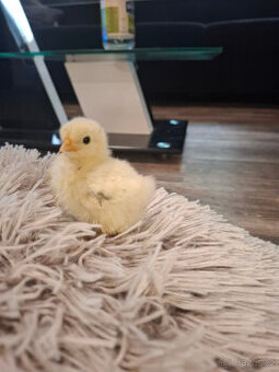 kočinka zakrslá  pšenična