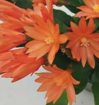Rhipsalidopsis Orange - velikonoční kaktus oranžový