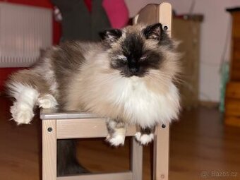 Ragdoll + škrabadlo