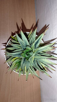 Haworthia Pumila variegated ( sukulent )