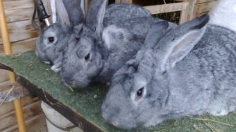 Prodám činčili velké