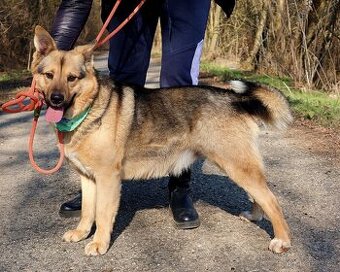 HAKIM K ADOPCI - 3 ROKY, KRÁSNÝ,PŘÁTELSKÝ,HRAVÝ