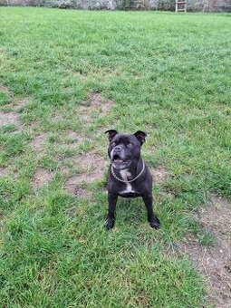 Stafordšírský bulteriér