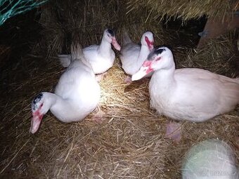 Kačeři - kachna pižmová