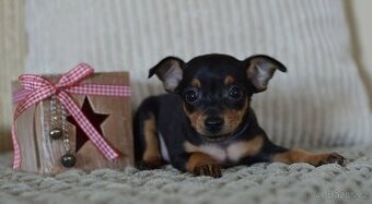 Pražský krysařík s PP