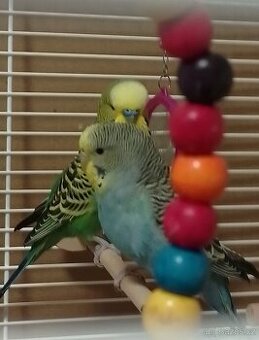 Samice andulky vlnkované