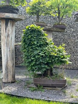 Bonsai Habr, Carpinus betulus - 1