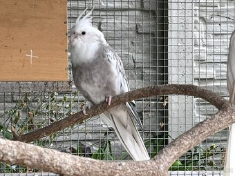 Prodám samce korely bělohlavé - 1