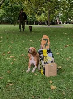 Pointer štěňata s PP