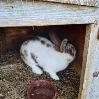 Prodám samce kralika