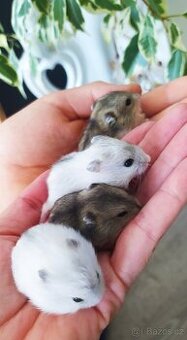 Křečík džungarský – mláďátka k prodeji 🐹(křeček)