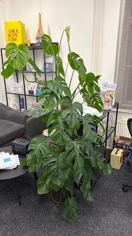 Velká monstera