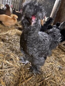 Hedvábníčky velké vousatá