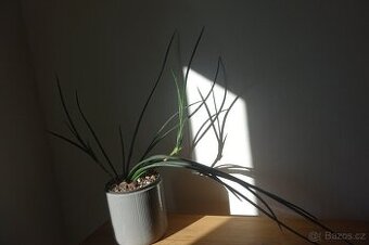 Sukulent, tchynin jazyk, Sansevieria