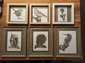 Obrazy, kresby ptáků zarámované