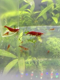 Red neocaridina- mix