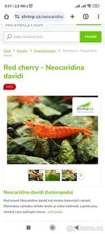 krevetky neocardina red cherry