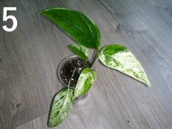 Epipremnum Pinnatum Marble