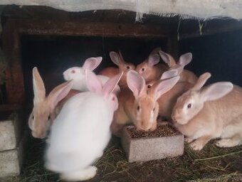 Králíci do chovu Hylla x Massyla pouze samice