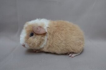 Prodám dvě samičky morčete plemene us-teddy