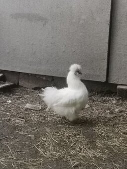 Prodám chovný kmen Hedvábnička velká vousatá