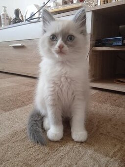Ragdoll