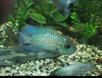 Akary Blue neon