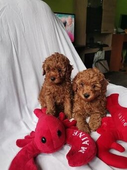 Pudl toy red