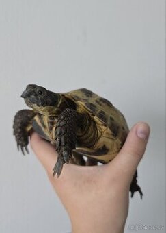 Testudo horsfieldii (Želva Stepní)