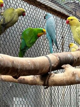 Prodám letošní odchov