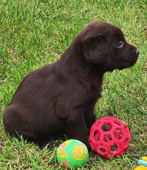 Nabídka hnědého štěněte labradorského retrievera