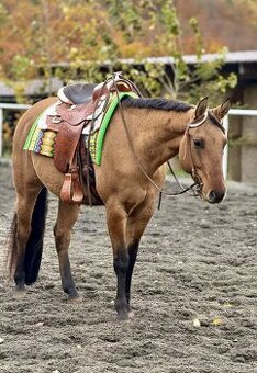 Líbivý 5-letý valach AQH, barva DUN, čistý 5-panel, RTG