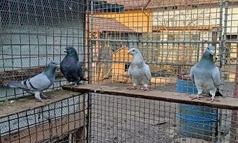 Prodám Americký výstavní holubi