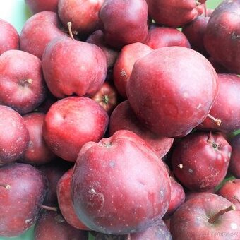 Jablka červená šťavnatá z vlastní zahrádky na prodej