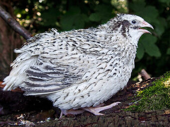 Perlová Víla - Křepelka - Vejce do líhně + Topný sáček