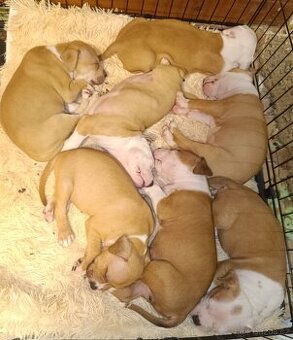 Štěňata americký stafordšírský teriér