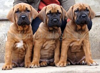 Tosa inu štěnata - přijímáme rezervace