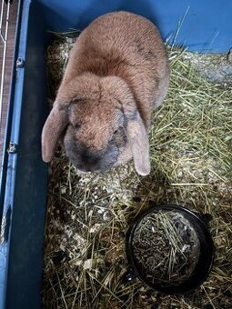 Králík s klecí daruji