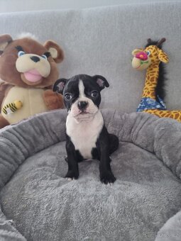 Boston terier Bostonský terier