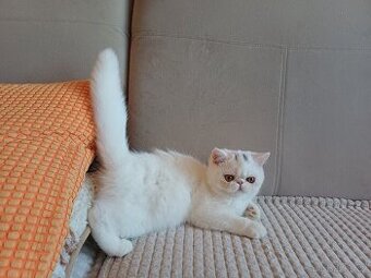 Exotická kočička s PP