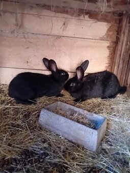 Kříženci BO a hyly