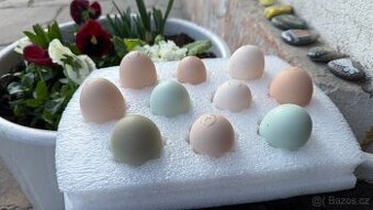 Mix 10 násadových vajec - čistokrevná plemena