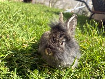 🐰🐰zakrslý králík 1x samec 1x samička