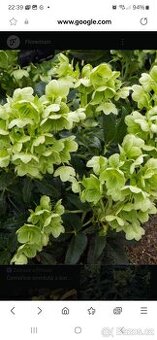 Prodám silné sazenice čemeřice korsické