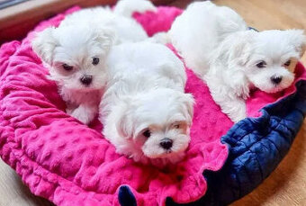 Maltézský psík, maltézáček