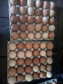 Domácí vejce volný chov