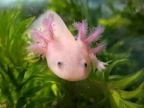 Axolotl mexický - Ambystoma mexicanum - 1
